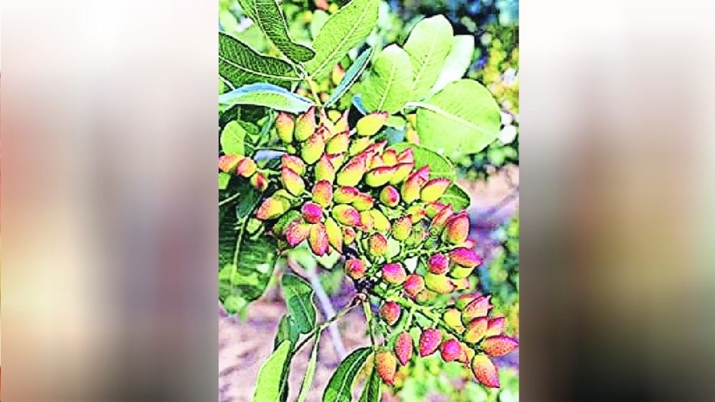 Successful experiment of pistachio farming in Solapur