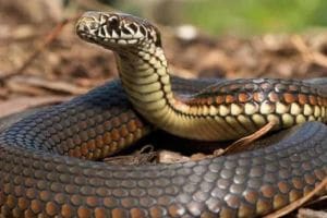 one and half years old Girl dies due to snakebite