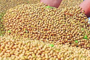 The issue of soybean prices is important in the election