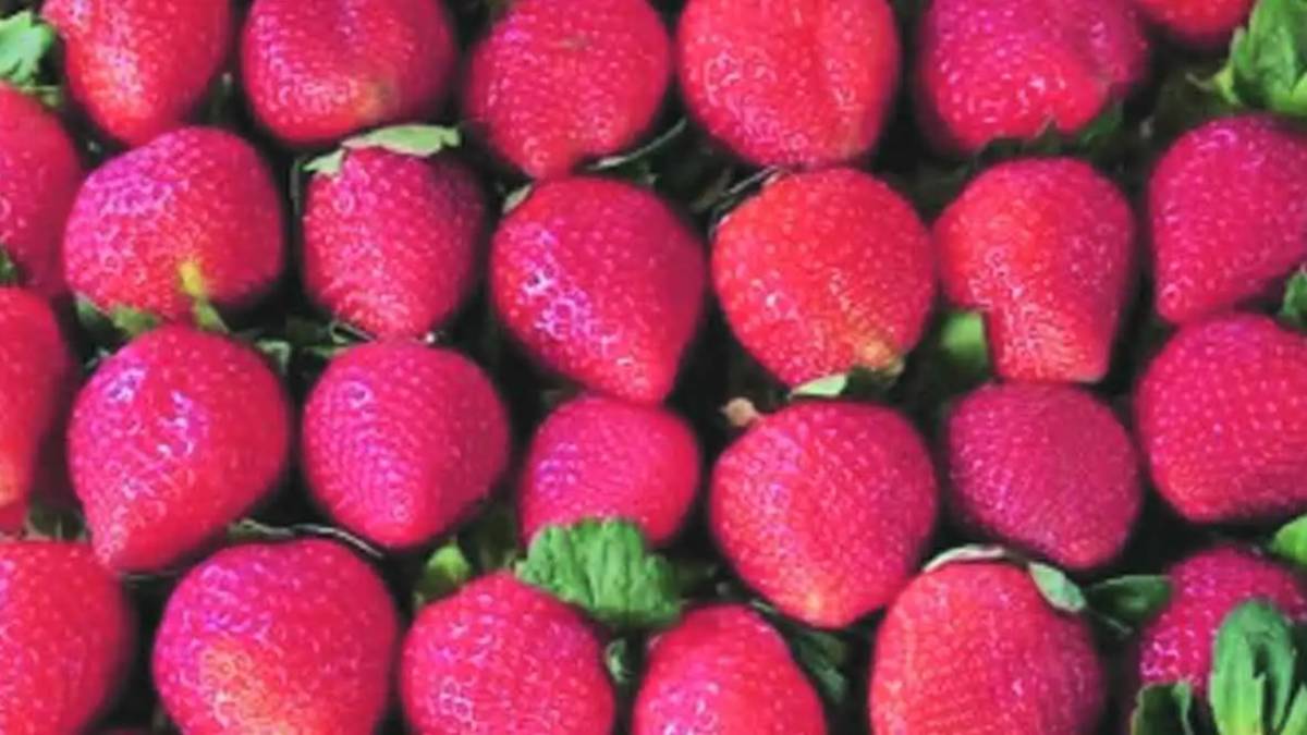 Strawberry Season end due to Water Shortage