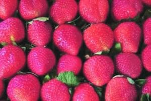 Strawberry Season end due to Water Shortage