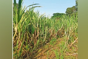 Uran, chirner vilage, Uran taluka, Farmers did Sugarcane Cultivation, unfavorable land, unfavorable condition, 25 tonnes, konkani sugarcane, uran news, panvel news, marathi news,