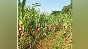 Uran, chirner vilage, Uran taluka, Farmers did Sugarcane Cultivation, unfavorable land, unfavorable condition, 25 tonnes, konkani sugarcane, uran news, panvel news, marathi news,