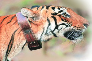 Tiger from sanctuary missing after collar falls off Nagpur