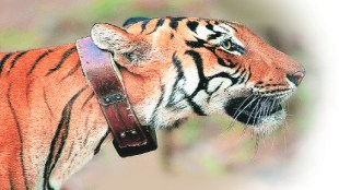 Tiger from sanctuary missing after collar falls off Nagpur