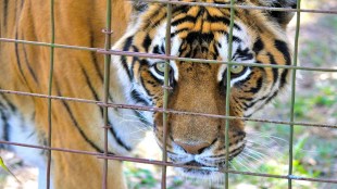 wildlife lovers, Tigers, forest, cages,