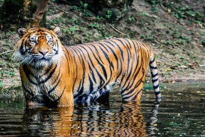 Villager died in tiger attack