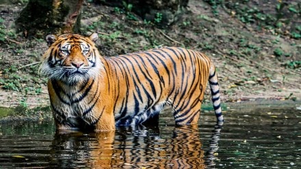 Villager died in tiger attack