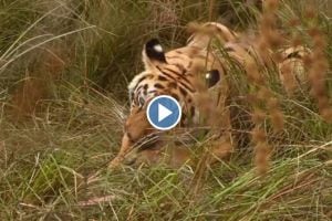 Video of tiger eating hidden prey in Navegaon buffer area
