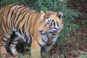 The Central Wildlife Board proposed a highway through the largest tiger project in the country