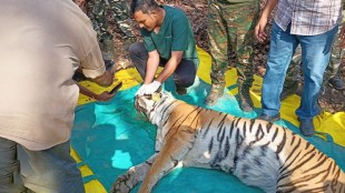 Tigress, Suspicious Death, Pench Tiger Project, Concerns,11 tiger, dead, 3 months, maharashtra, marathi news,