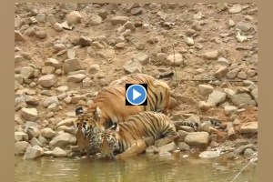 Tadoba Tigress, K Mark, Cubs Captured, Camera Quenching , Thirst in Summer Heat, tadoba sanctuary, vidarbh tiger, video of tiger, video of cub, viral video, wild life, marathi news,