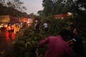 24 tree fall due to unseasonal rain in pimpri chinchwad