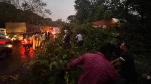 24 tree fall due to unseasonal rain in pimpri chinchwad