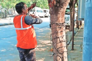 bmc employees removed artificial lights on trees