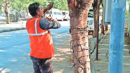 bmc employees removed artificial lights on trees