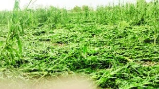 In Vidarbha thousands of hectares of orchards and crops were destroyed due to unseasonal rains