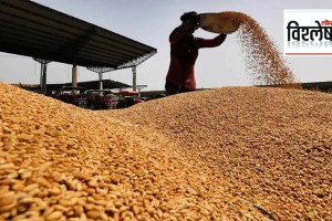 The Food and Agriculture Organization of the United Nations has projected an increase in wheat production worldwide including in India