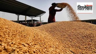 The Food and Agriculture Organization of the United Nations has projected an increase in wheat production worldwide including in India