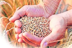 wheat India wheat production estimated at 1120 lakh tonnes this year
