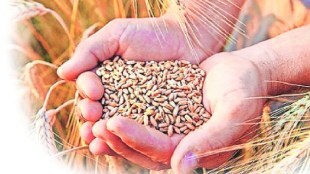 wheat India wheat production estimated at 1120 lakh tonnes this year