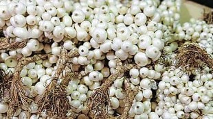 Central Government, Allows Export of White Onion from Gujarat, two thousand Tonnes of White Onion, Maharashtra Farmers Express Displeasure, central government White Onion from Gujarat, marathi news, maharashtra farmers,