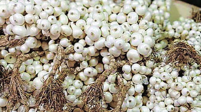 Central Government, Allows Export of White Onion from Gujarat, two thousand Tonnes of White Onion, Maharashtra Farmers Express Displeasure, central government White Onion from Gujarat, marathi news, maharashtra farmers,
