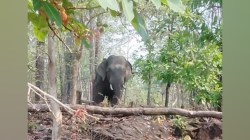गडचिरोली : रानटी हत्तीने शेतकऱ्याला पायाखाली चिरडले…