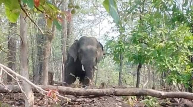wild elephant created havoc in the district gadchiroli three women seriously injured in attack