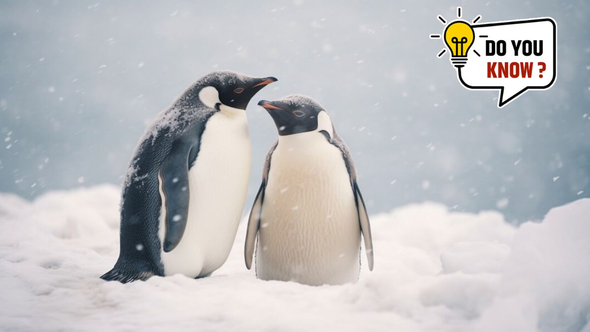 world penguin day facts in marathi