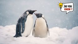 World penguin day 2024 : पेंग्विन्सदेखील करतात उपवास? जाणून घ्या या समुद्री पक्षांबद्दल रंजक माहिती