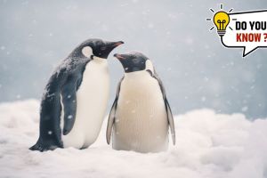 world penguin day facts in marathi