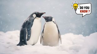 world penguin day facts in marathi
