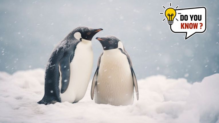 World penguin day 2024 : पेंग्विन्सदेखील करतात उपवास? जाणून घ्या या समुद्री पक्षांबद्दल रंजक माहिती