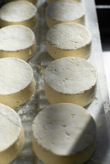 dairy-product-cheese-health-benefits