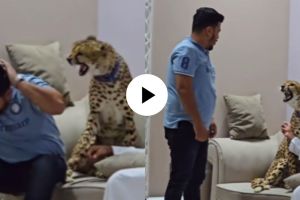 a cheetah attacked on a pakistani man