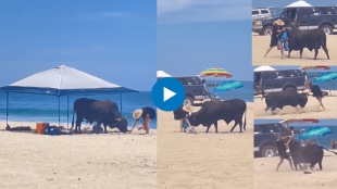 Viral Video Shows Bull Attacking Woman Who Was Feeding It on Beach