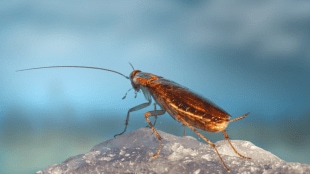 cockroach-killer-home-hacks-by-masterchef-pankaj-bhadouria-