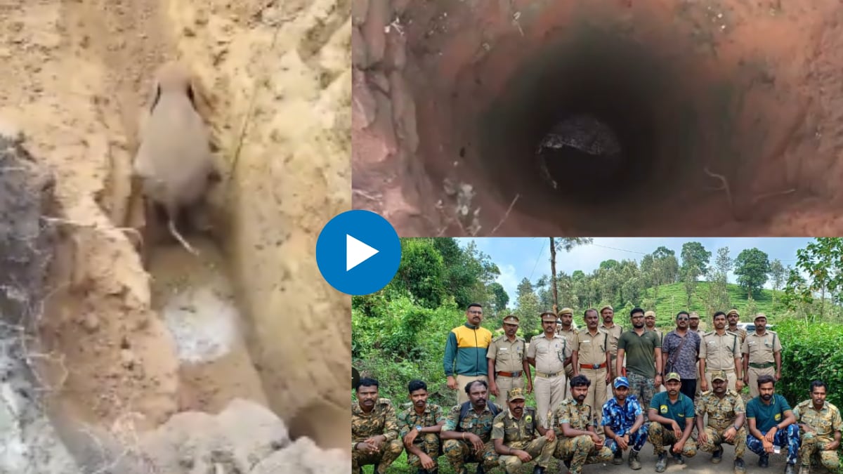 Baby elephant rescued from sand well