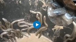 “बापरे… बाप!” आसाममधील घराच्या बाथरूममध्ये आढळले ३५ हून अधिक जिवंत साप, अंगावर काटा आणणरा Video Viral