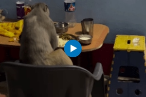 Viral video of a monkey eating a plate sitting on a table chair