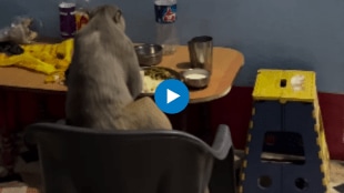 Viral video of a monkey eating a plate sitting on a table chair