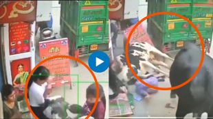 Watch Fighting cows go on rampage in Delhi locality