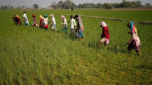 article about farmers expect the next phase of green revolution