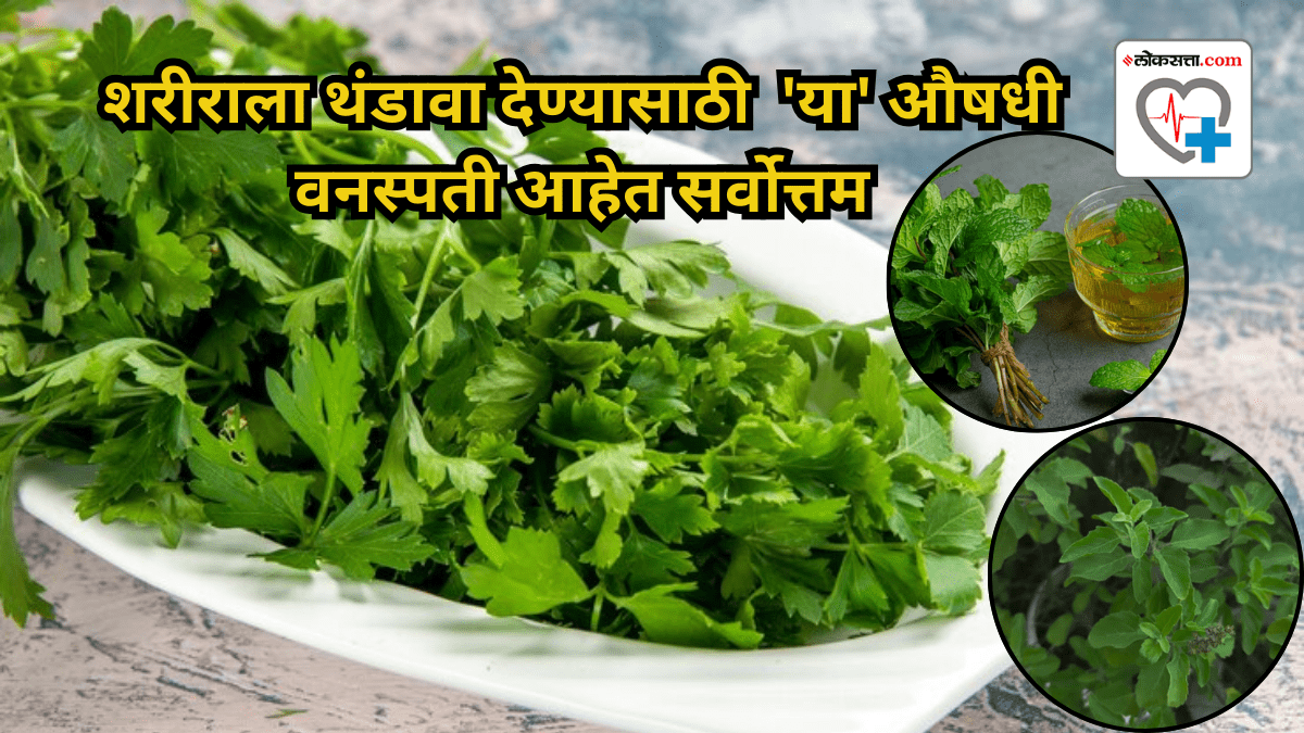 Heatwave alert What are top cooling herbs that you can have every day