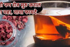 Benefits Of Adding Jaswandi Petals In Tea Can gudhal Phool Help Reduce Blood Sugar