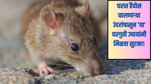 Home Remedies to Reduce Rat Problems
