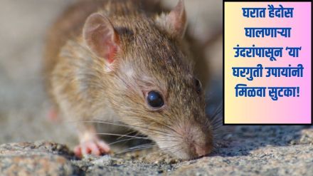 Home Remedies to Reduce Rat Problems