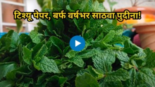 How to store mint for longer using ice Tissue paper know 5 simple trick Kitchen Jugaad