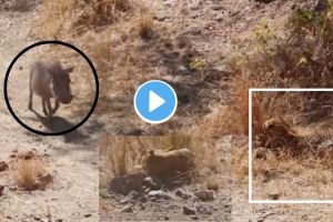 Leopard Attack on Warthog